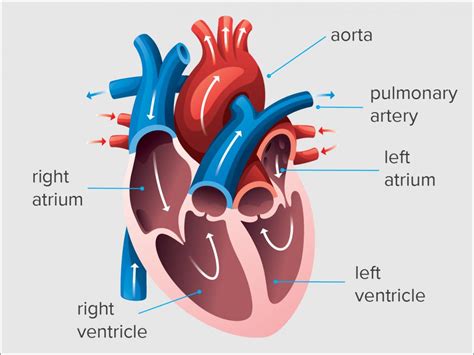 what is edv in heart